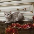 Продается шотландский прямоухий котик, г. Валдай (3 фотографии)